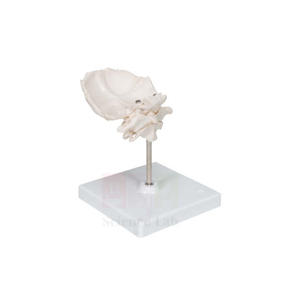 Atlas, Axis, and Occipital Bones Set